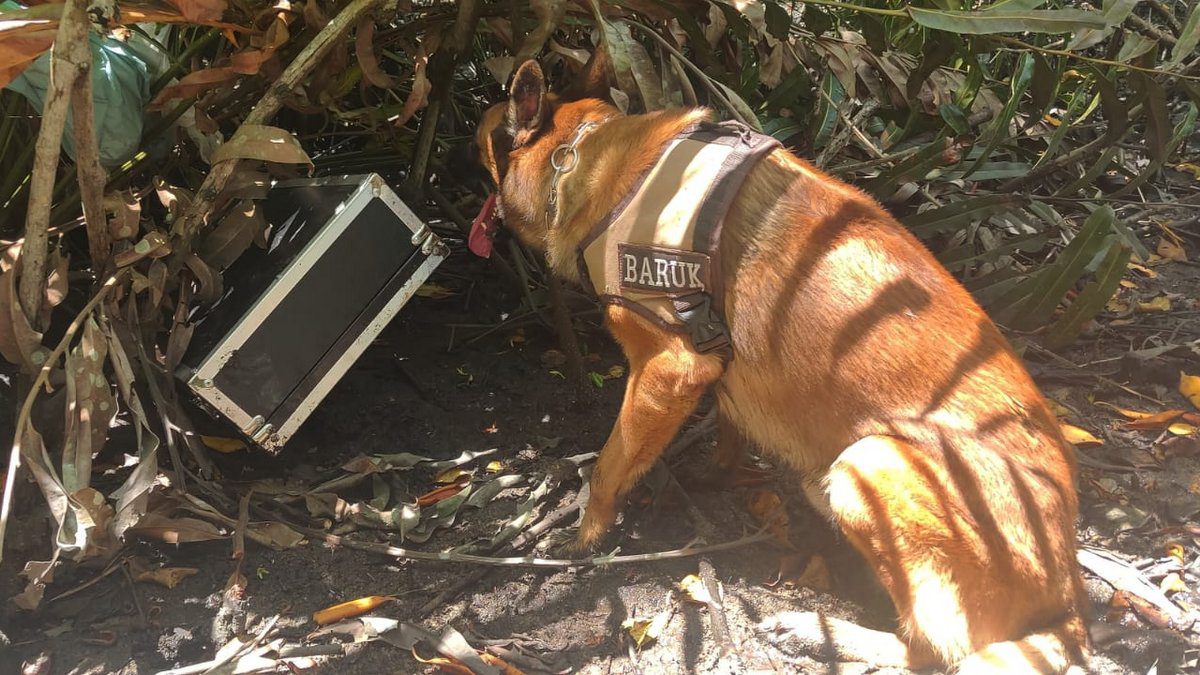 Cão farejador localiza rifle com mira telescópica e silenciador escondido em manguezal