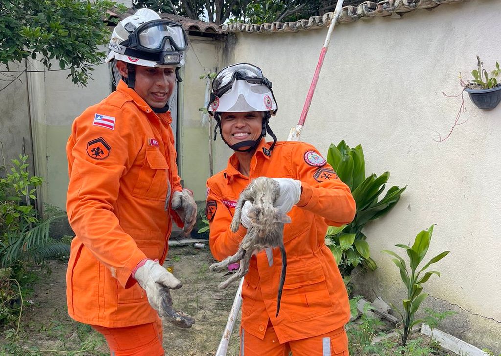 Eunápolis: bombeiros resgatam filhote de gato que caiu em poço de 10 metros