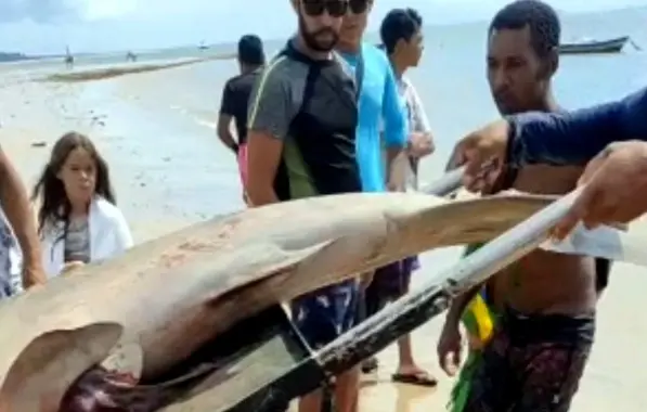 VÍDEO: Tubarão-martelo em perigo de extinção é capturado com seis filhotes em Trancoso