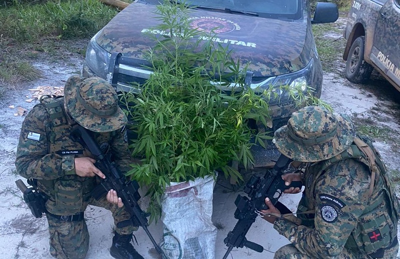 Prado: Policiais militares da CIPE-MA apreendem plantação de maconha na Ponta do Corumbau