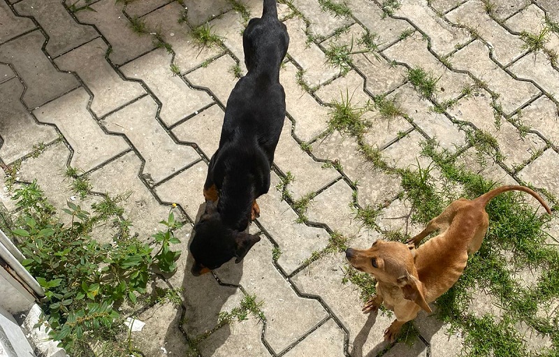 Ação Conjunta em Teixeira de Freitas resgata animais em situação de Maus Tratos