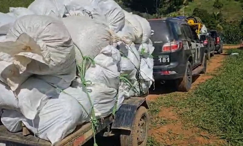Operação Amordaçar: Polícia apreende mais de meia tonelada de maconha e gera prejuízo de R$ 2 milhões ao tráfico em Itamaraju