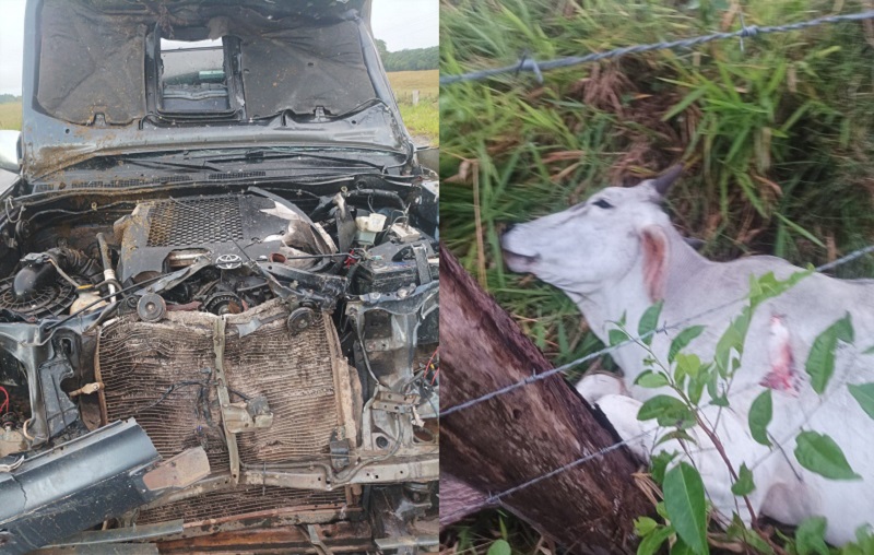 BA 418: Animais na pista provoca mais um grave acidente; carro de Delegado fica destruído após bater e matar dois bois